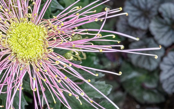 close up of a light pink chrysanthemum with long petals